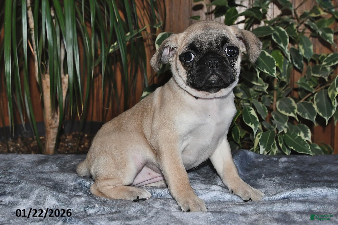 Puggle dogs for sale: Olivia - Ad 1