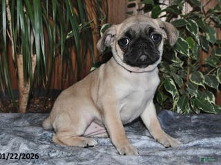 Puggle dogs Olivia - Ad 13