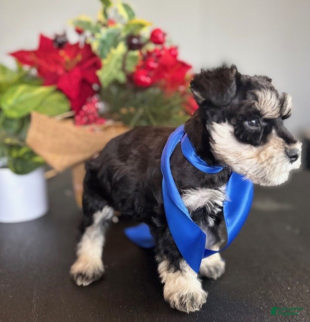 Miniature Schnauzer dogs for sale: Teddy - Ad 8