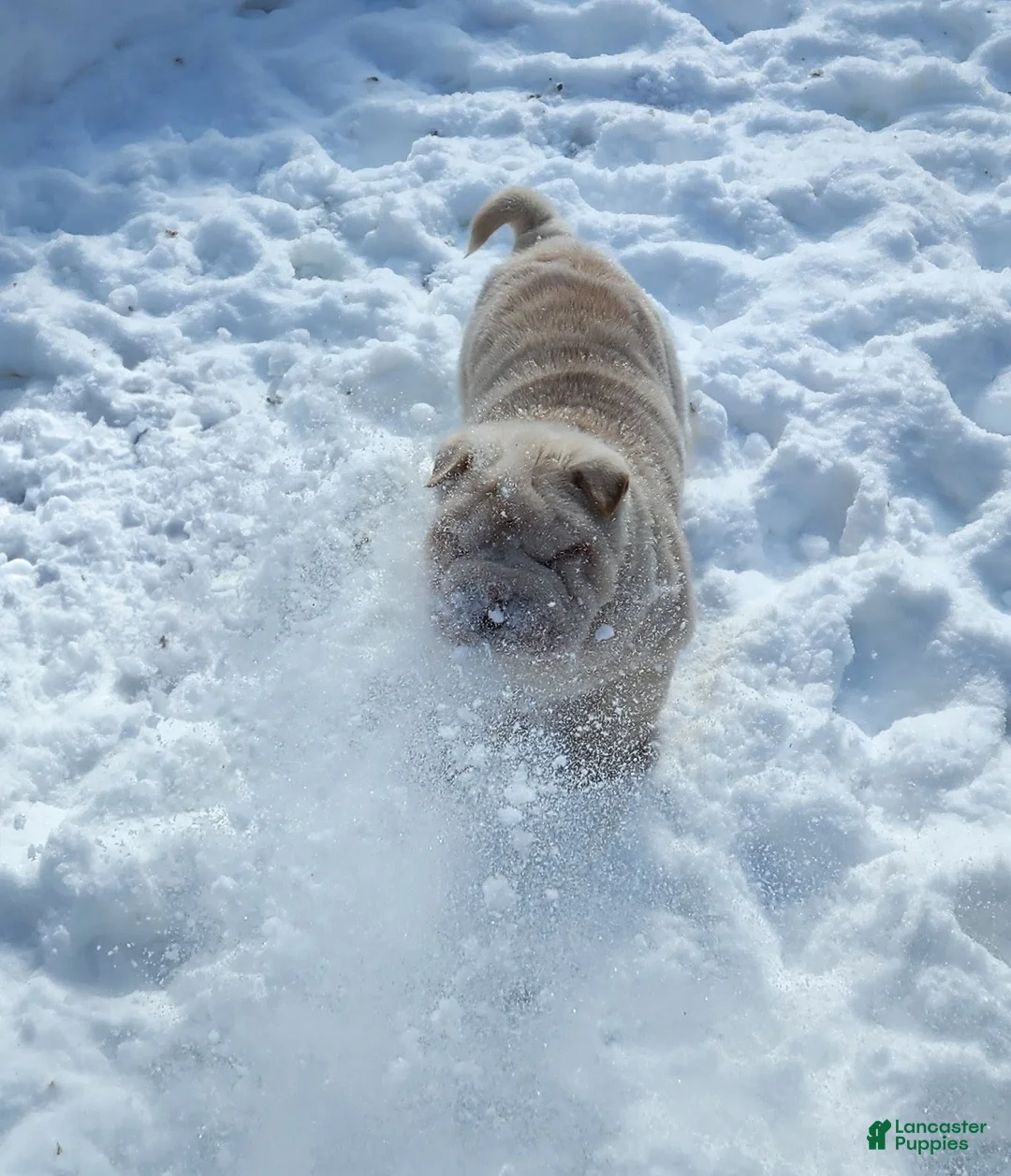 Shar Pei dogs for sale: Blizzard mini - Ad 10
