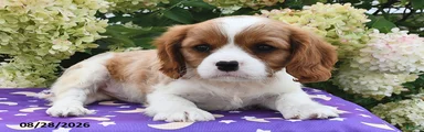 Baxter
