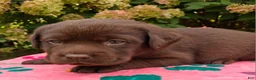 Labrador Retriever dogs for sale: Nora - Ad 5