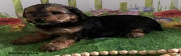 Yorkiepoo dogs for sale: Chase - Ad 4