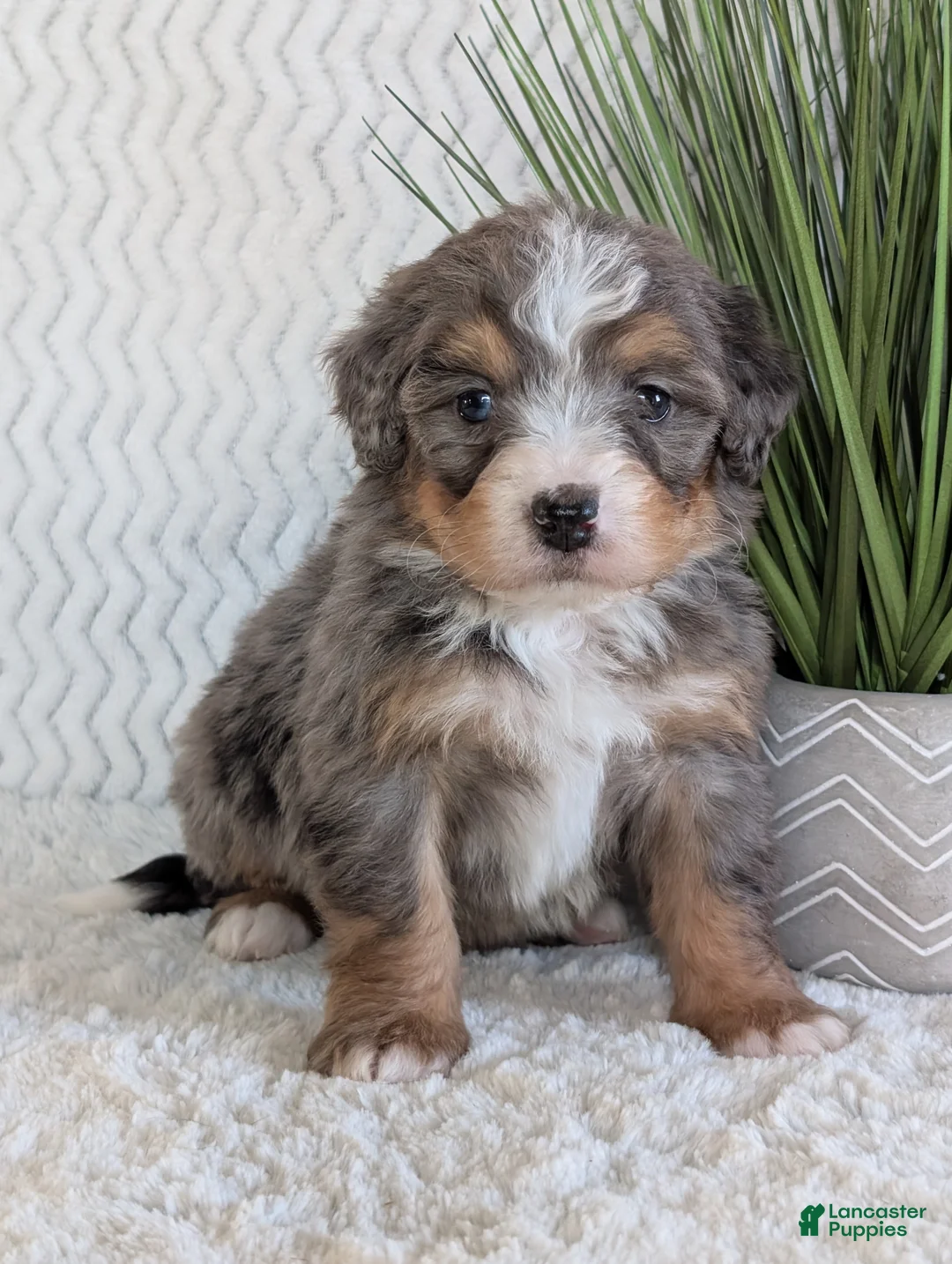 Mini Bernedoodle dogs for sale: Mini River  - Ad 6
