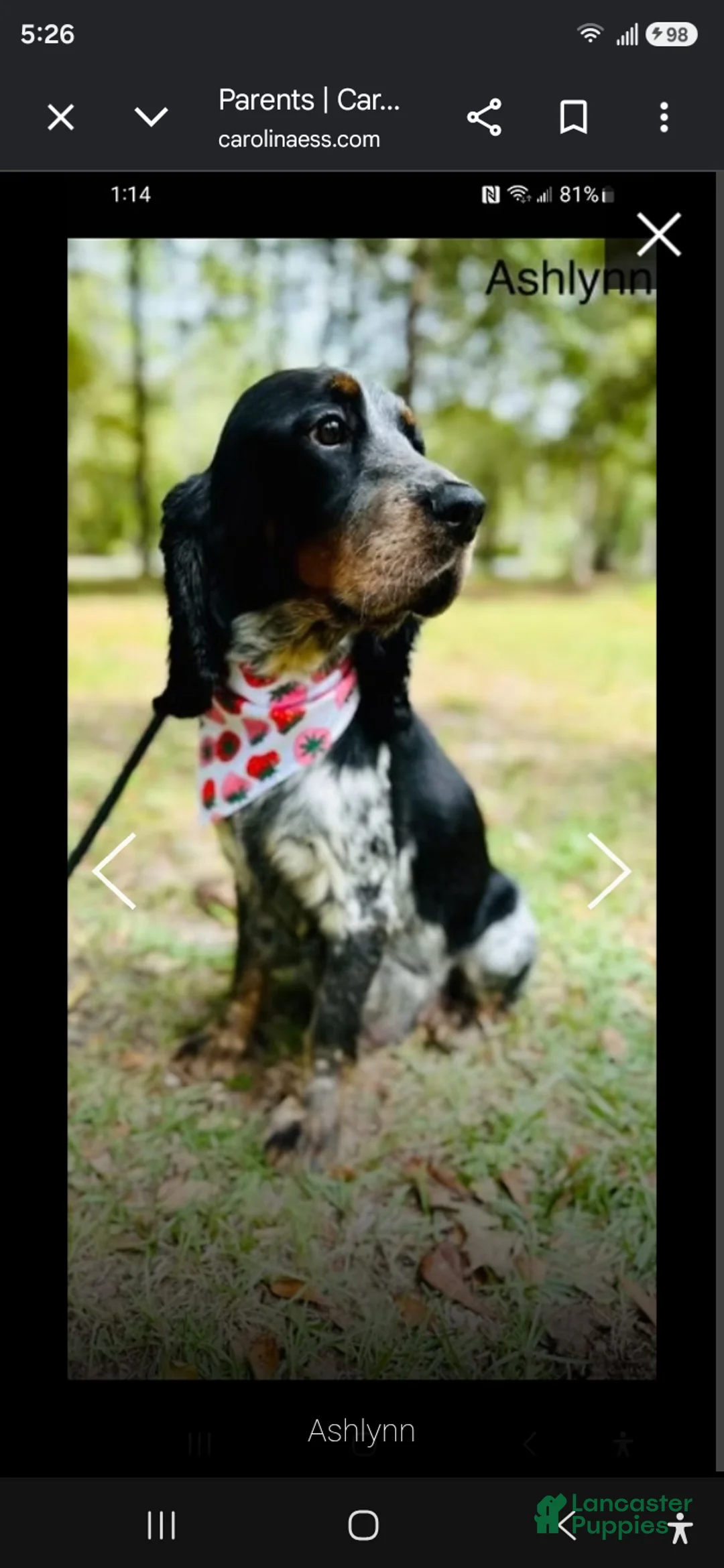 English Springer Spaniel dogs for sale: Anne - Ad 2