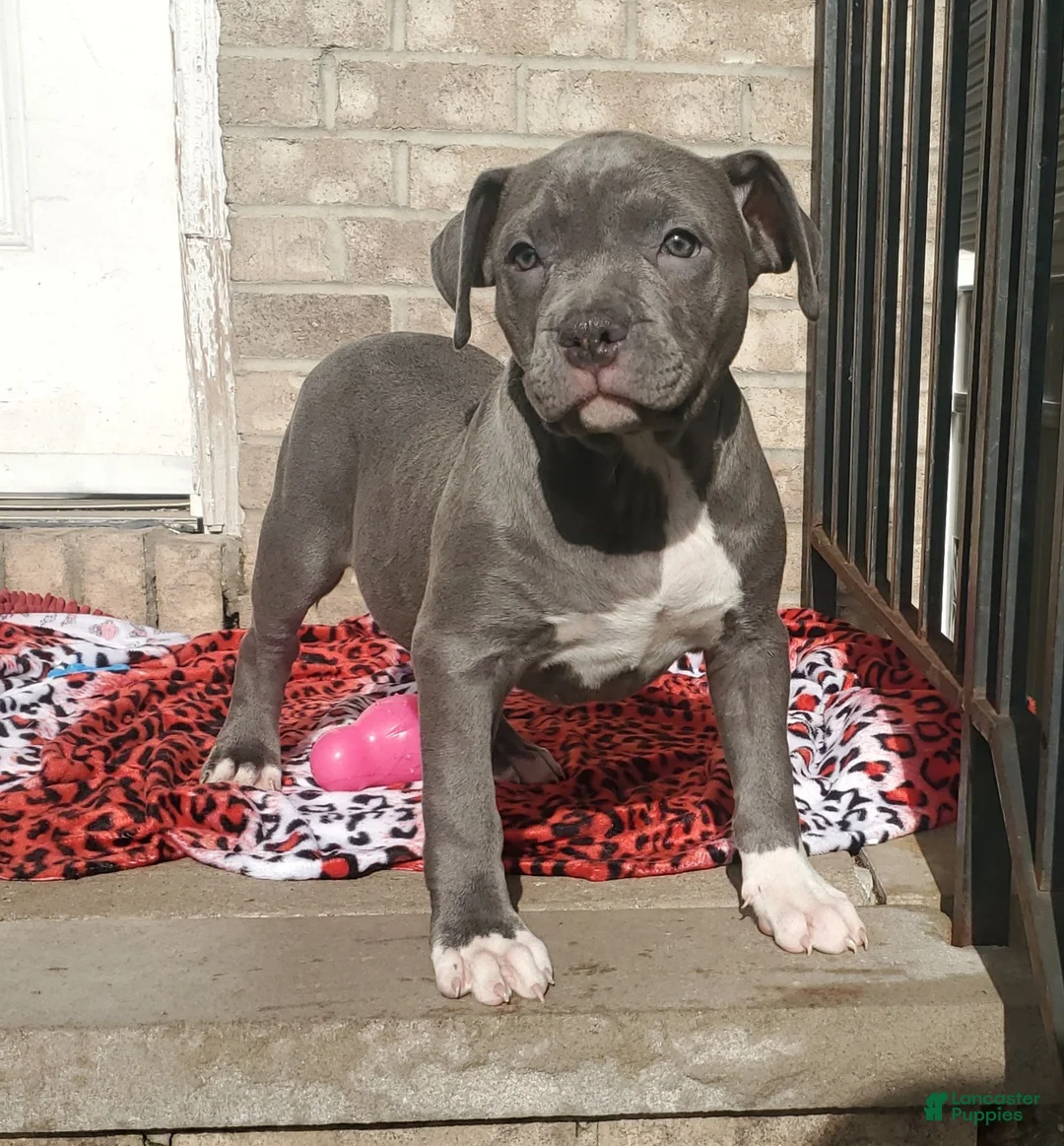 American Bully dogs for sale: SNOOP DOGG - Ad 8