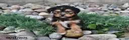 Shorkie dogs for sale: Sadie - Ad 3