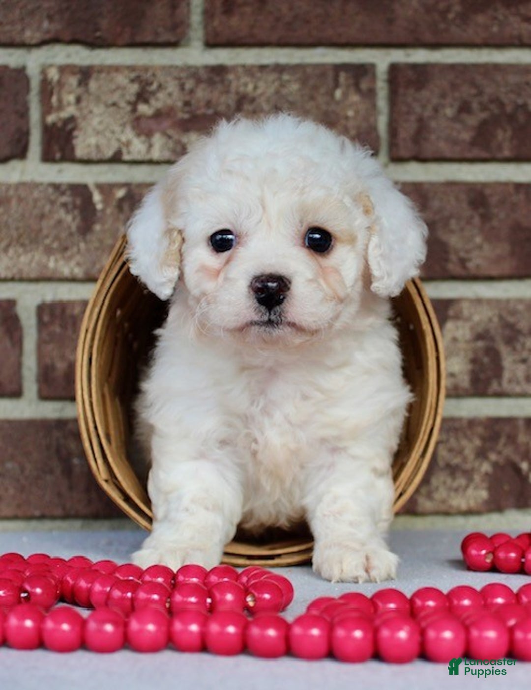 Miniature Poodle dogs for sale: Sparky - Ad 2
