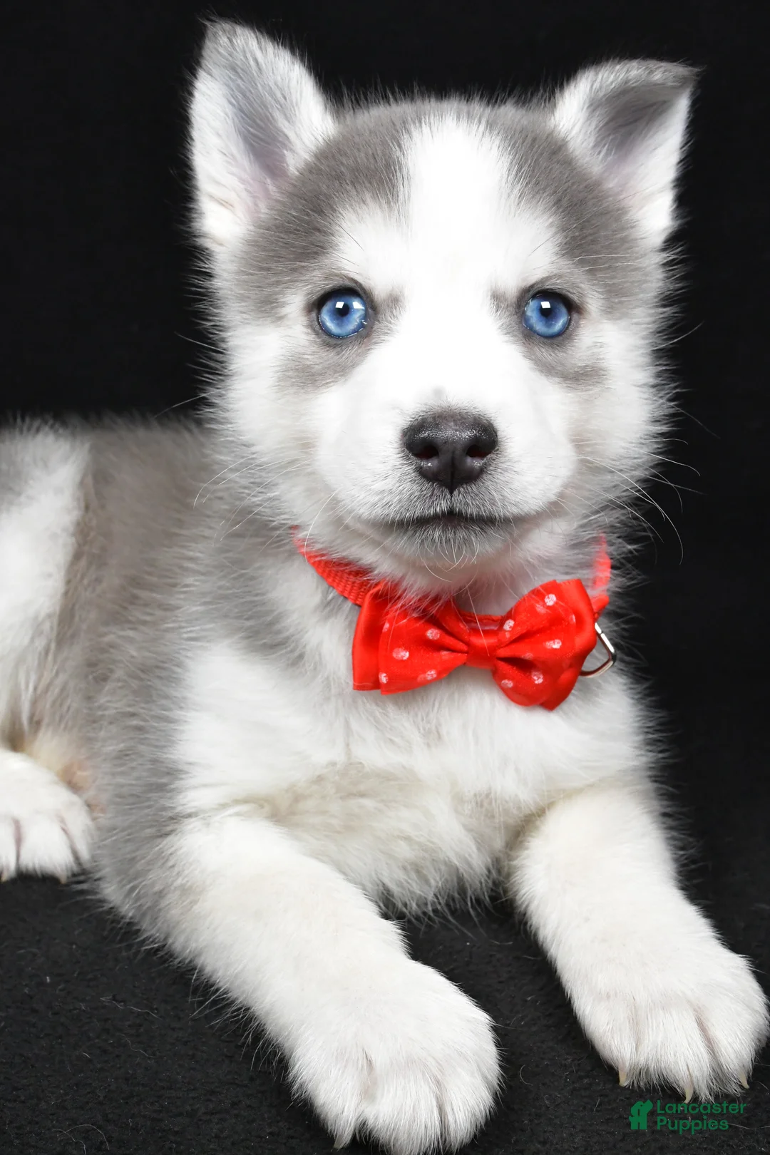 Pomsky dogs for sale: Turbo - Ad 5