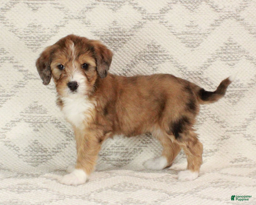 Bernedoodle dogs for sale: Chloe  - Ad 7