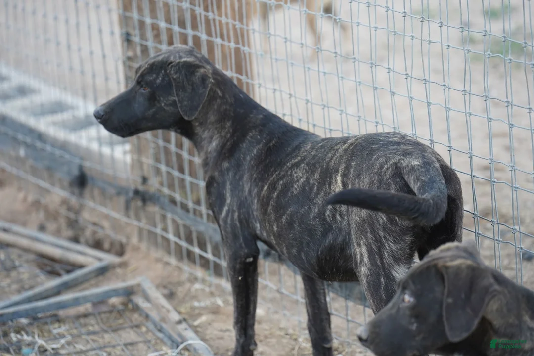 Mixed Breed dogs for sale: Tiger Tiscar Farm Dog - Ad 17