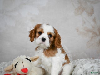 Cavalier King Charles Spaniel dogs Lexie - Ad 21