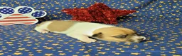 Jack Russell Terrier dogs for sale: CKC "Riggs" *Delivery Available* - Ad 4