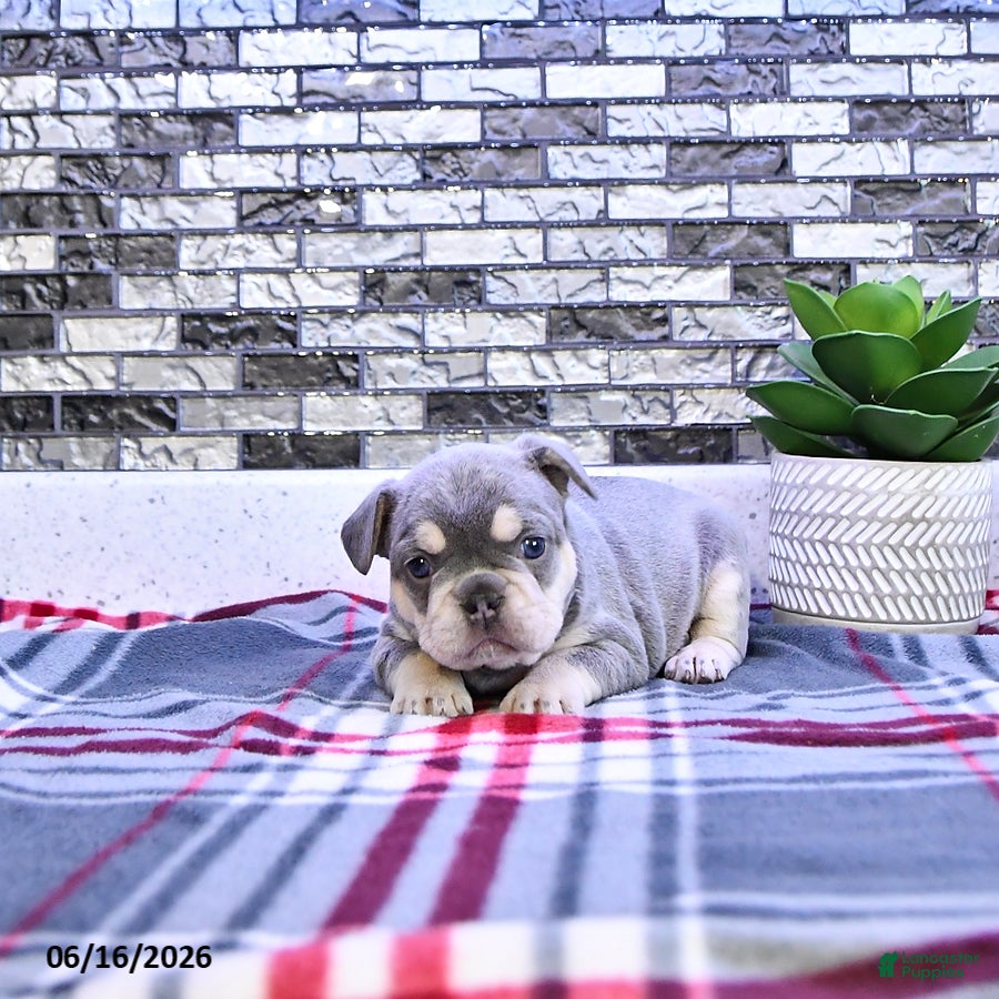 French Bulldog dogs Penelope - Ad 2