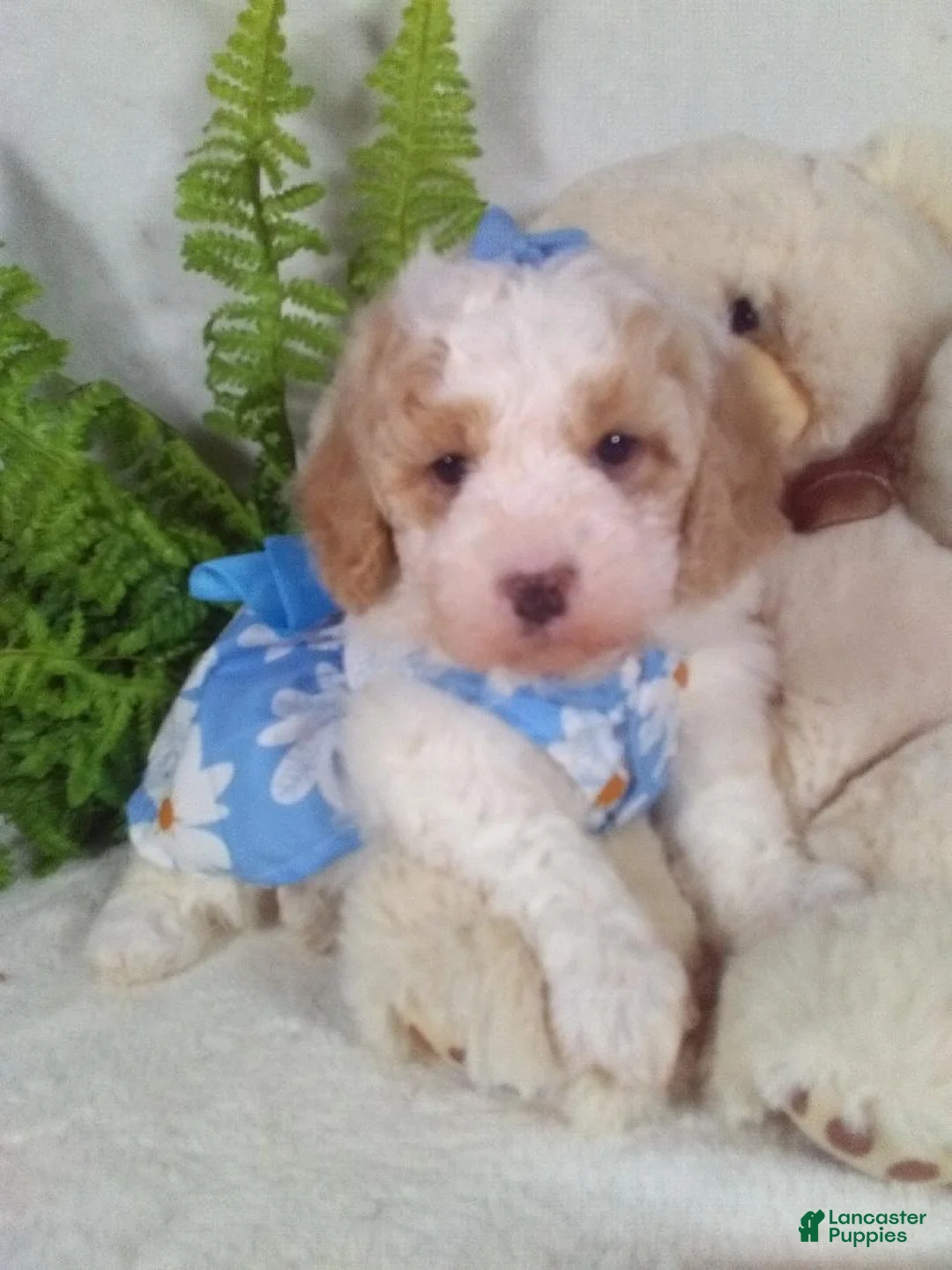 Bichpoo dogs for sale: Jasmine - Ad 2