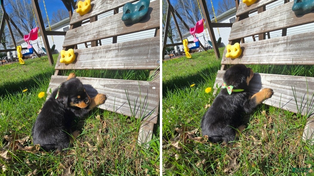 Rottweiler dogs Twix - Ad 21