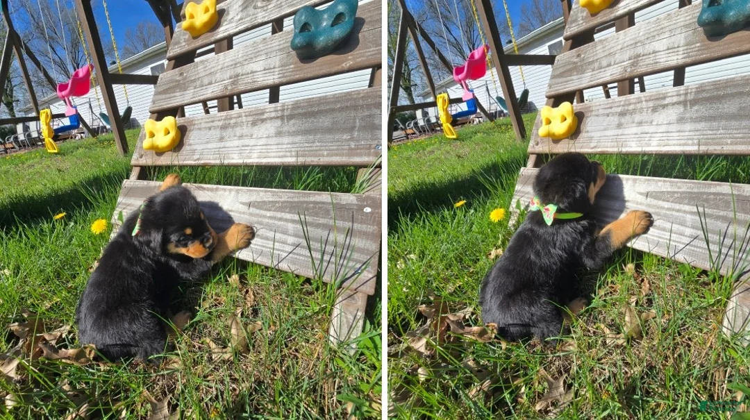 Rottweiler dogs for sale: Twix - Ad 1