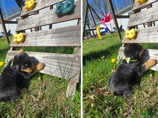 Rottweiler dogs Twix - Ad 21