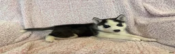 Siberian Husky dogs for sale: Princess Nimue - Ad 20