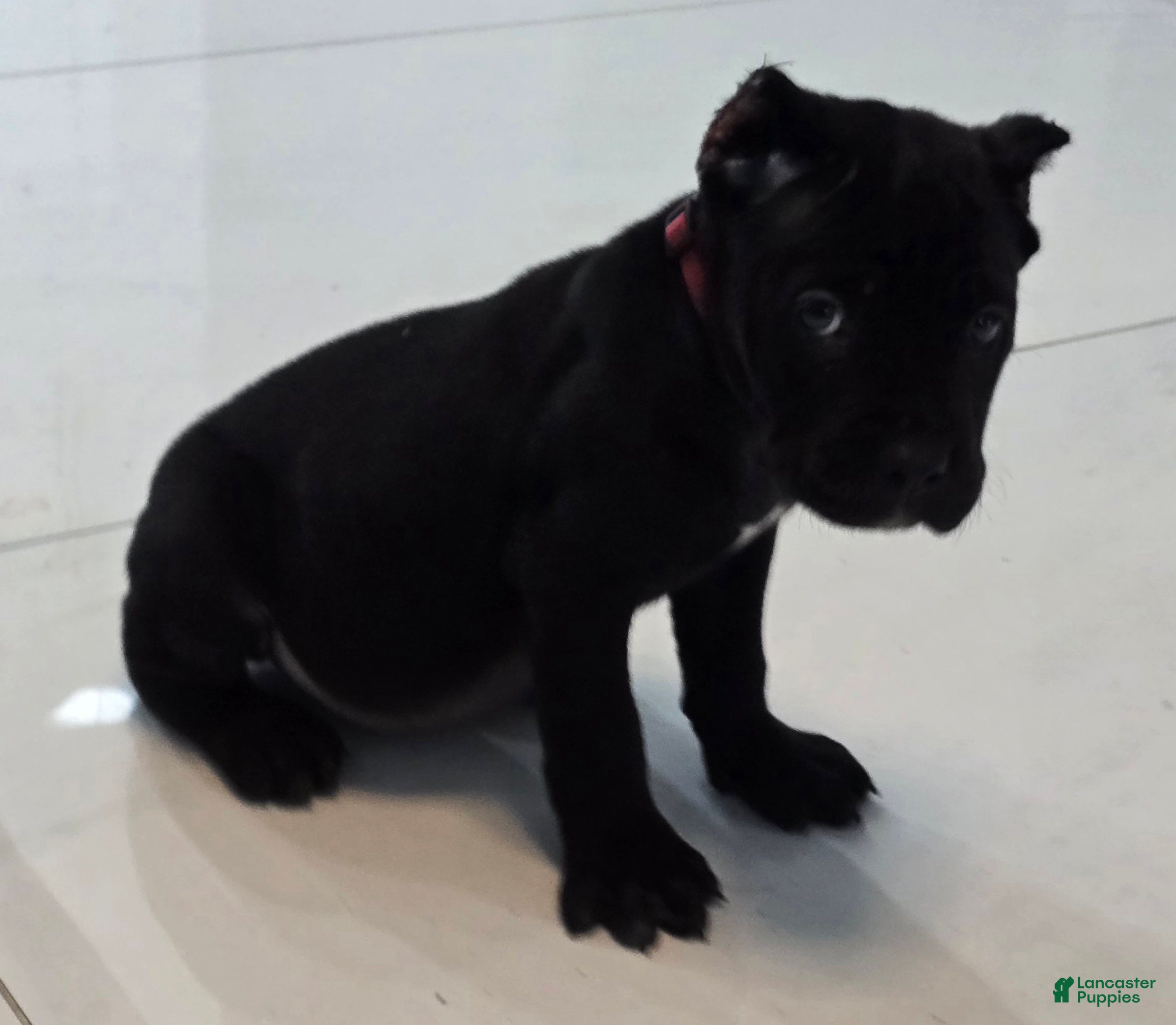 Cane Corso dogs Cane Corso 5 - Ad 1