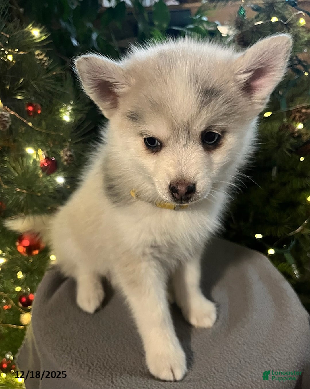Pomsky dogs for sale: Holly - Ad 2