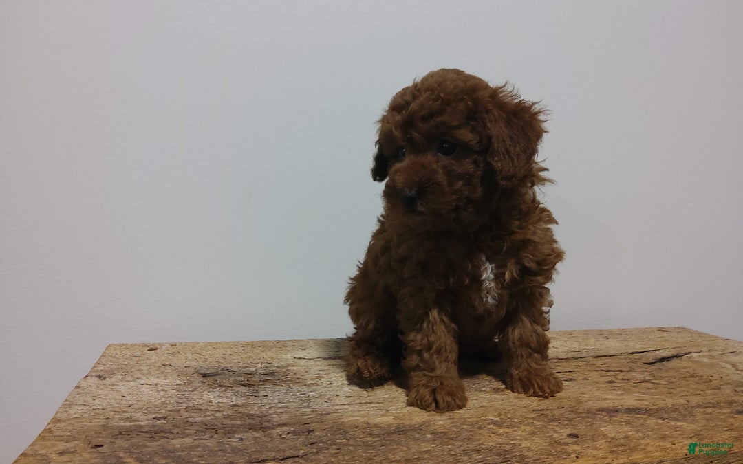 Miniature Poodle dogs for sale: Miniature Poodle Puppy 3 - Ad 5