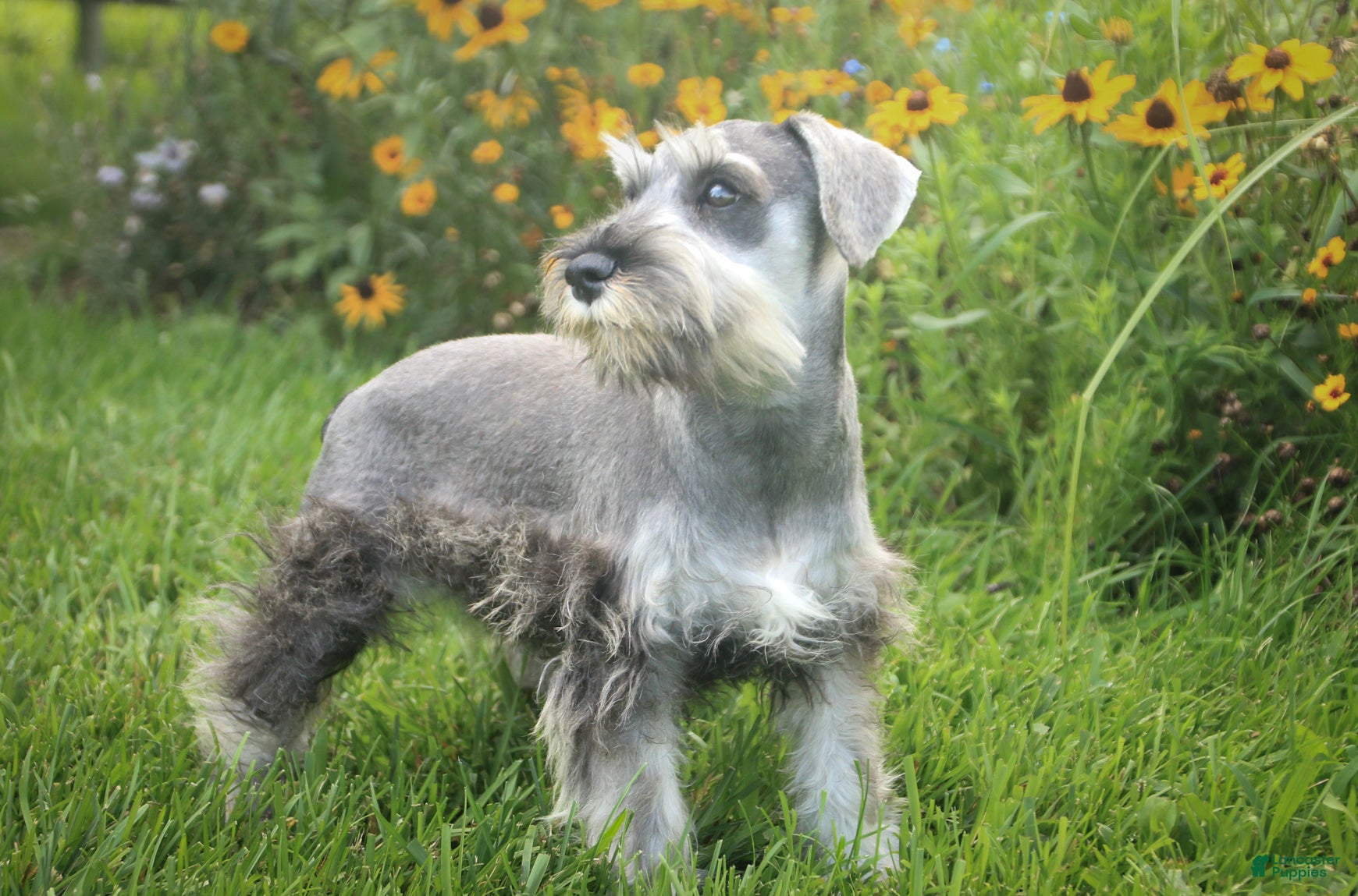 Miniature Schnauzer dogs Quartz Miniature Schnauzer  - Ad 2