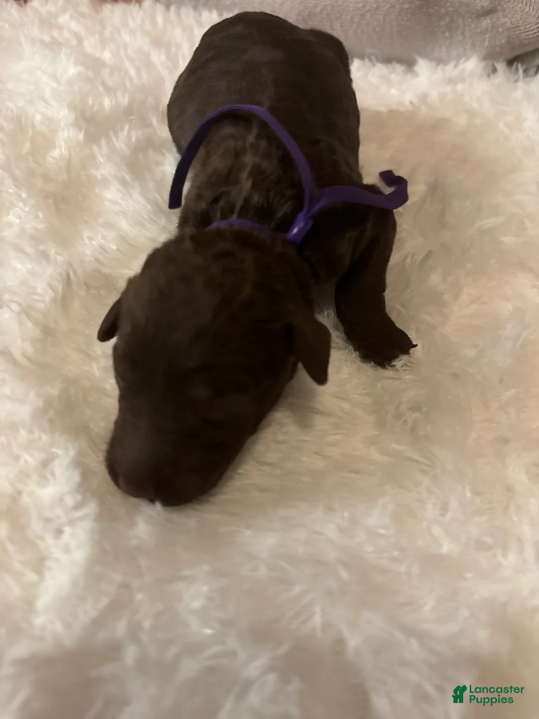 Goldendoodle dogs for sale: Mocha - Ad 7