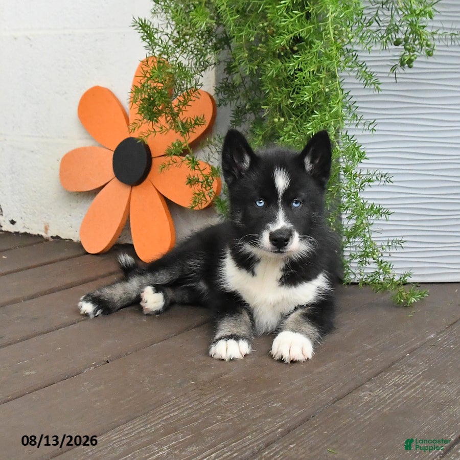 Gerberian Shepsky dogs Flora   - Ad 2