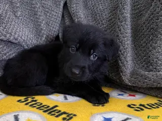 German Shepherd dogs Jonathan - Ad 39