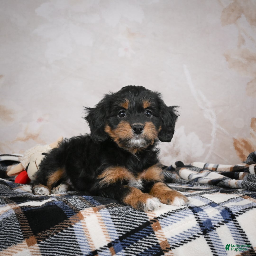 Bernedoodle dogs for sale: Gracie - Ad 8