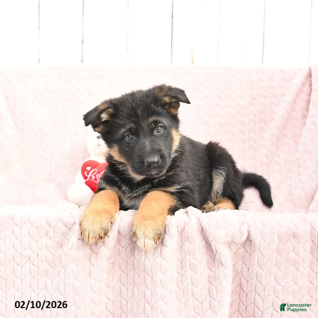 German Shepherd dogs for sale: Sadie - Ad 3
