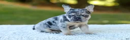 French Bulldog dogs for sale: Cookie - Blue Merle - Ad 2