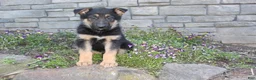 German Shepherd dogs for sale: Doc - Ad 6