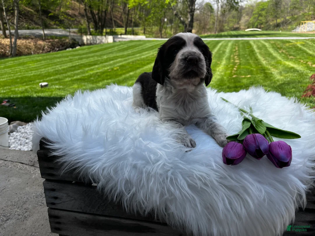 English Springer Spaniel dogs for sale: Piper - Ad 2