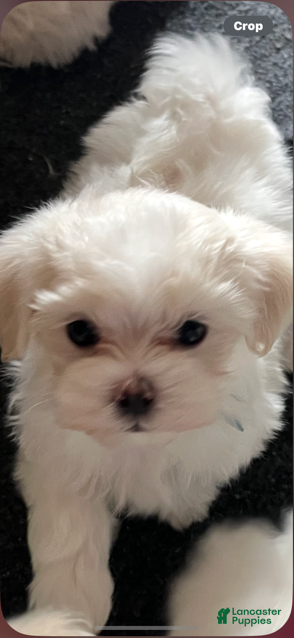 Maltese dogs Maltese Puppy 1 - Ad 41
