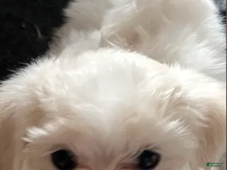 Maltese dogs Maltese Puppy 1 - Ad 41