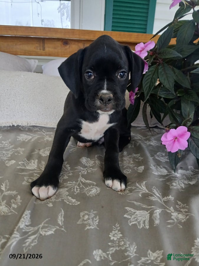 Boxer dogs Buxton - Ad 1