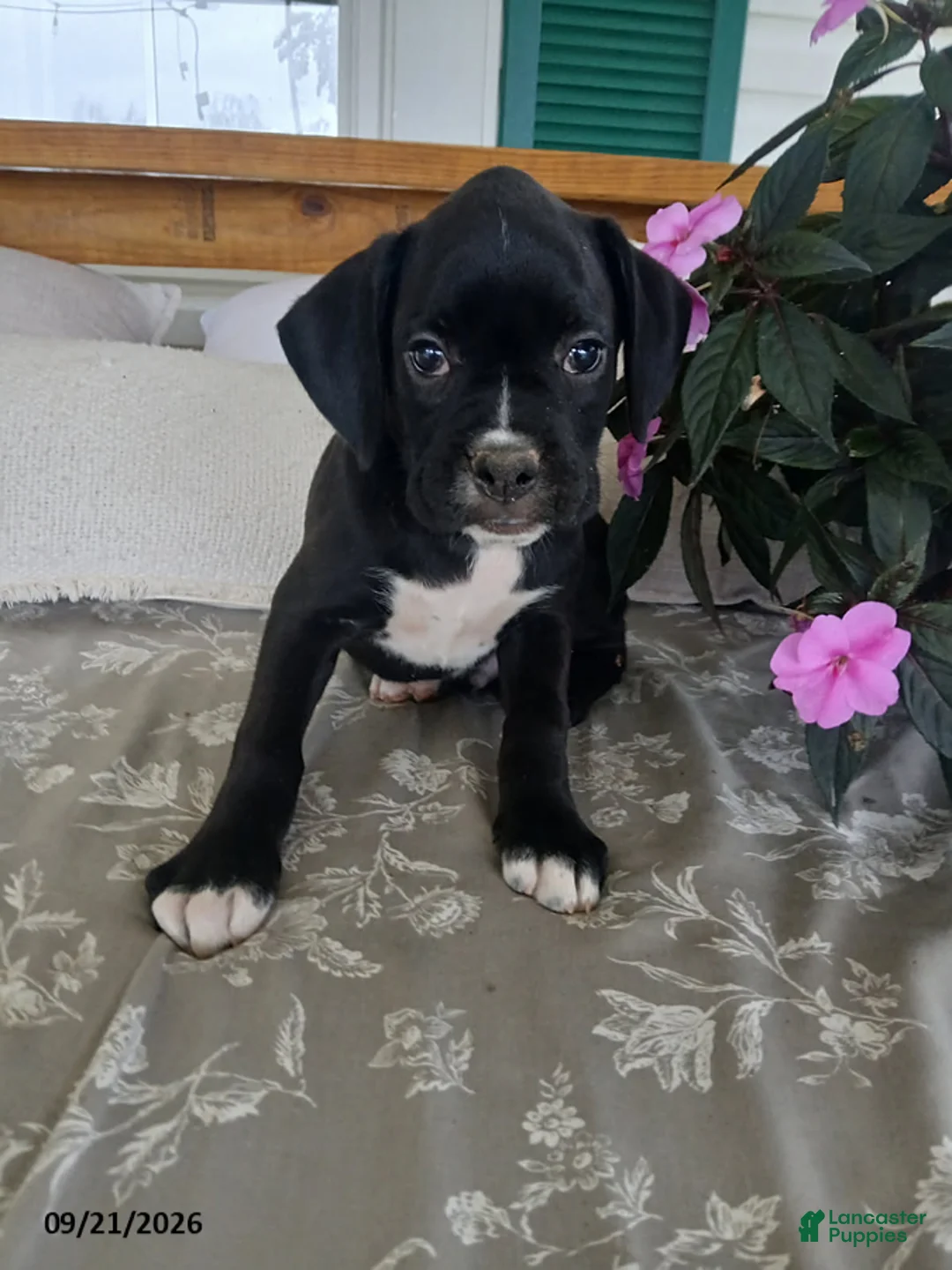 Boxer dogs for sale: Buxton - Ad 1
