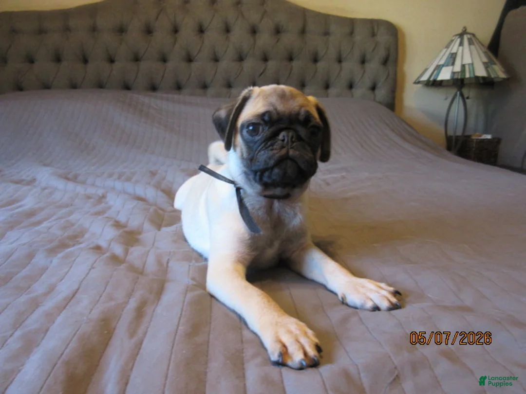 Pug dogs for sale: Tucker - Ad 13