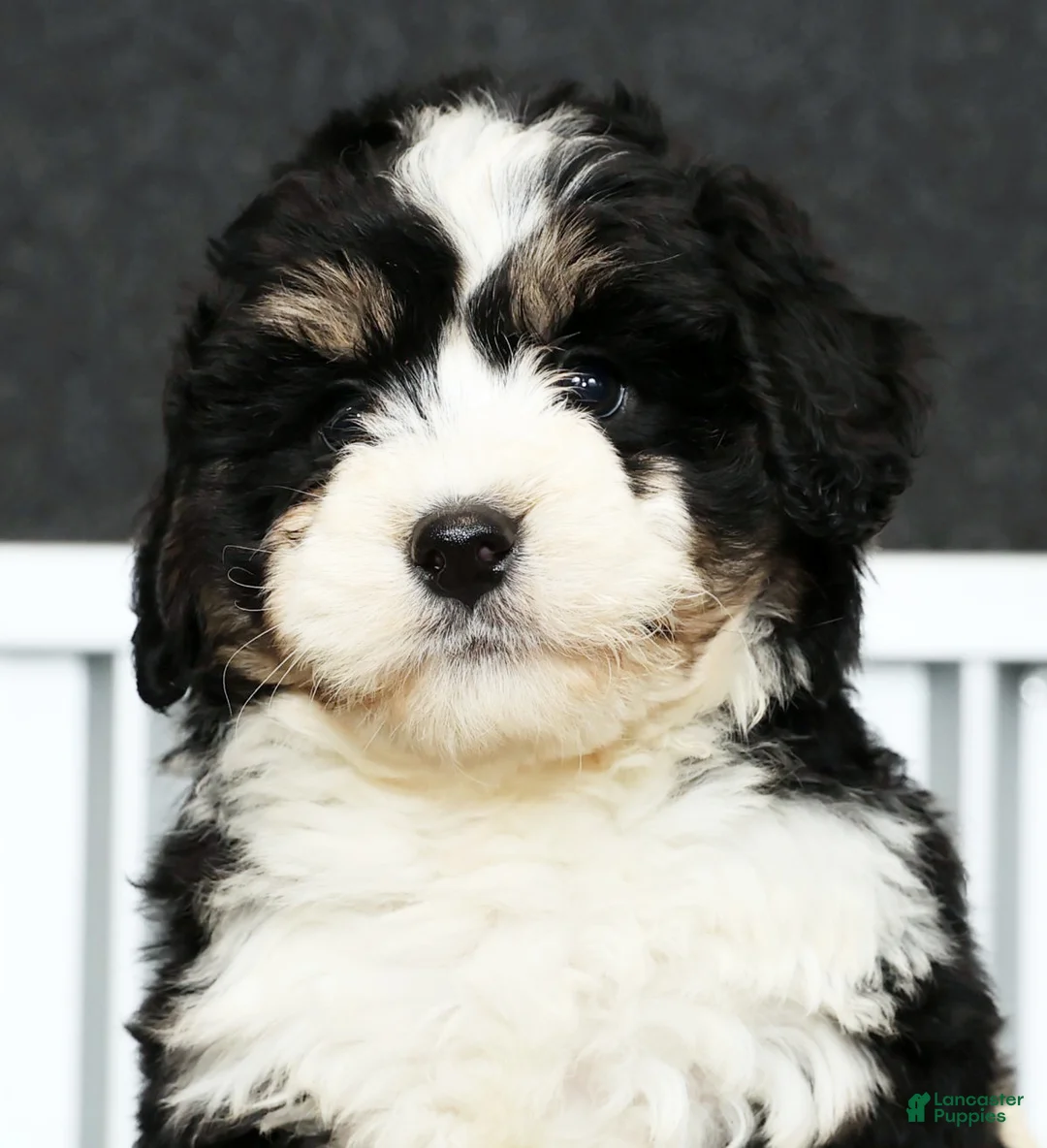 Mini Bernedoodle dogs for sale: Joy - Ad 9