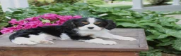 Cavalier King Charles Spaniel dogs for sale: Timmy - Ad 3