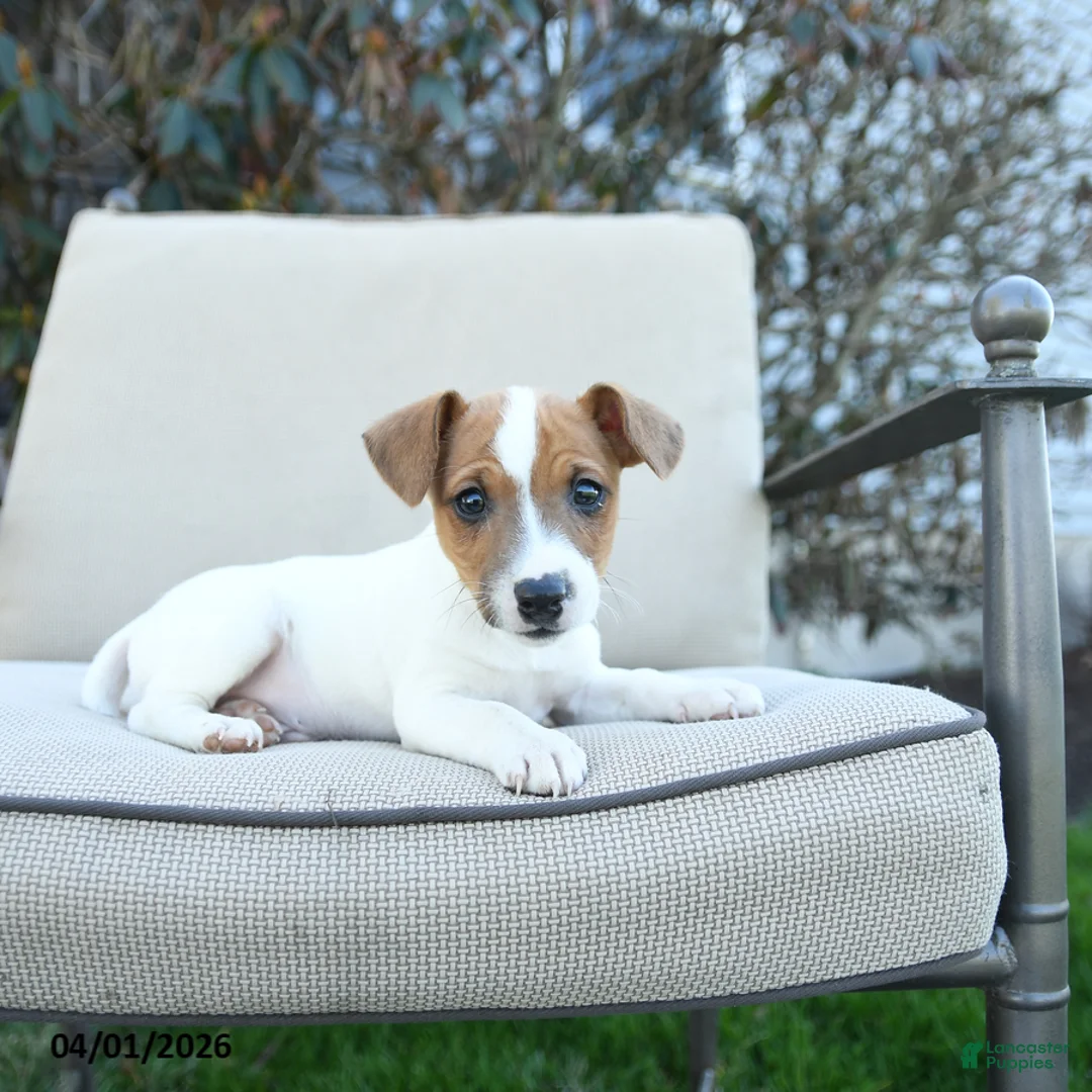 Jack Russell Terrier dogs for sale: Ronald - Ad 2