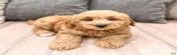 Mini Goldendoodle dogs for sale: Benji - Ad 3