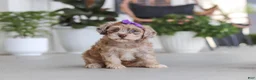 Havapoo dogs for sale: Chloe - Ad 3