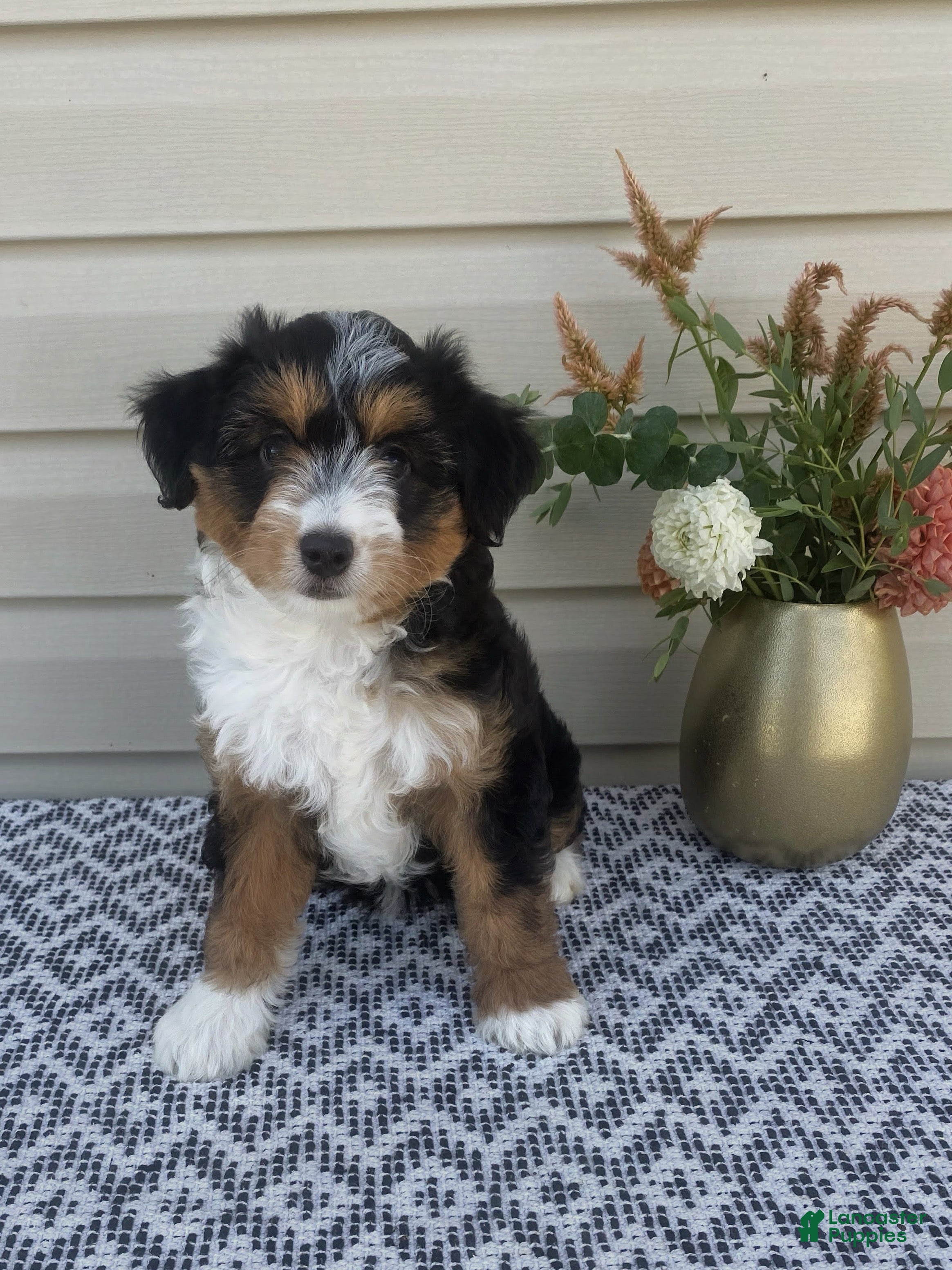 Mini Aussiedoodle dogs Amber - Ad 1