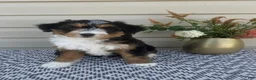 Mini Aussiedoodle dogs for sale: Amber - Ad 1