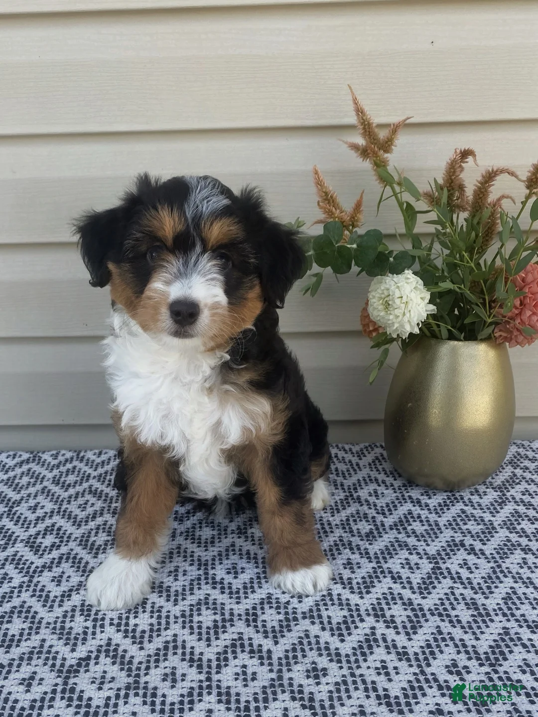 Mini Aussiedoodle dogs for sale: Amber - Ad 1