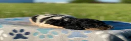 Standard Poodle dogs for sale: Aspen - Ad 3