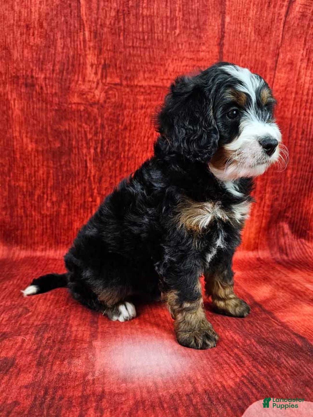 Mini Bernedoodle dogs for sale: Angelica - Ad 4